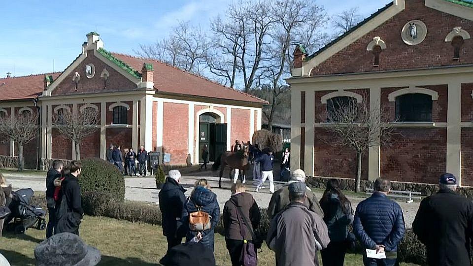 Re-live: V Písku bylo vybráno osm hřebců PK ČT. Tři obdrželi prémii