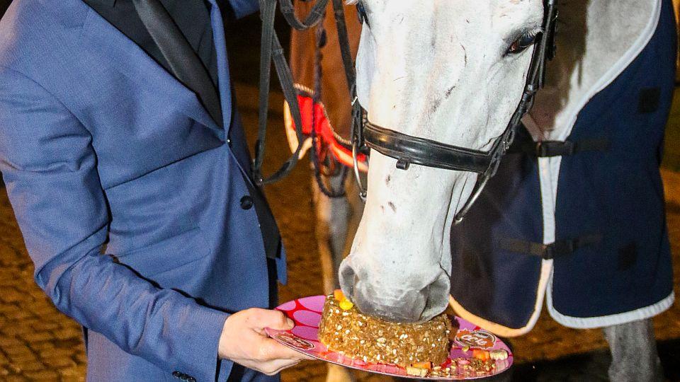 Animal Cake: České dortové směsi pro koně dobývají svět