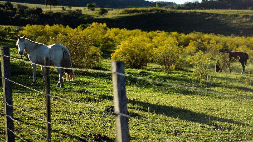 Koně ve výbězích a na pastvinách. Pozitiva elektrického ohradníku