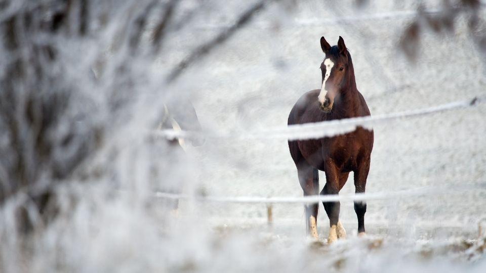 Jak zajistit napájení koní v zimě? Řešení od Kamíra pro stáje i výběhy