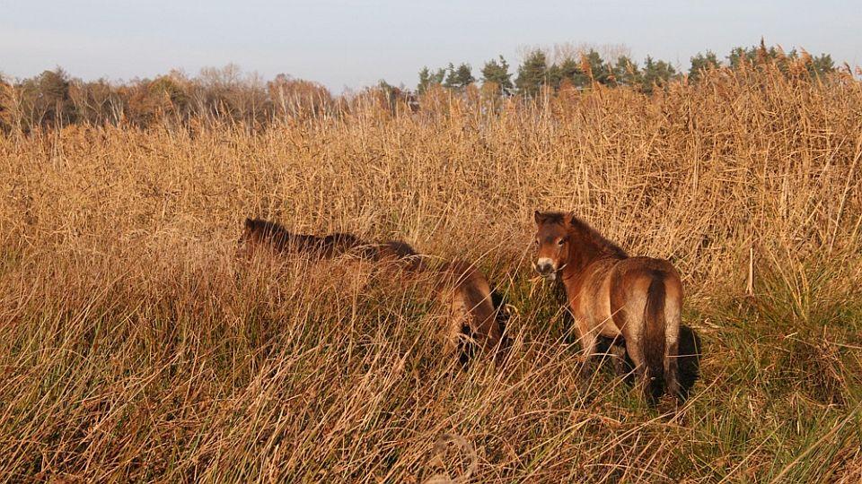 Divocí koně z Milovic osídlili dvě rezervace na Pardubicku a Třeboňsku