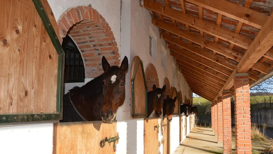 Halu vybudovali ze silážní jámy, sedlovny z mléčnic, popisuje Zourková