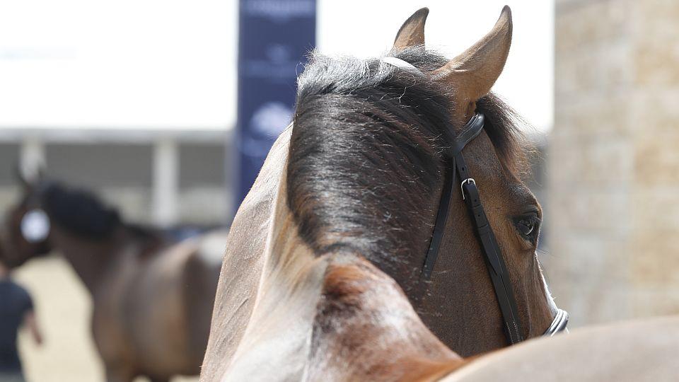 Valencii postupně opouštějí další koně. Nový případ s EHV-1 ve Francii