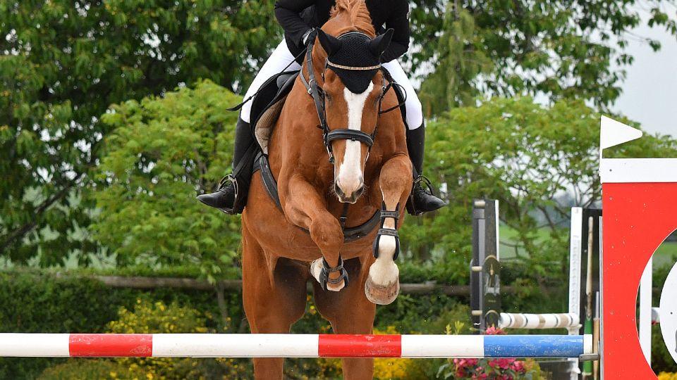 Živě: Kritéria mladých koní 2021 v Suché. Celé soutěže pouze live!