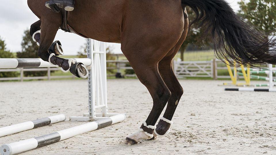 Decathlon nabízí: Dbejte na ochranu koňských nohou s chrániči Fouganza