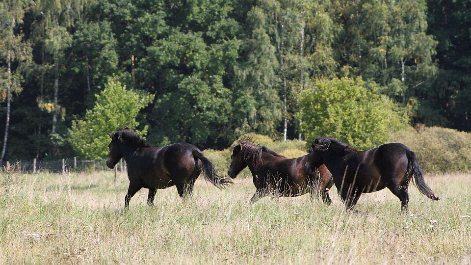 Divokým koním se otevřela celá rezervace Meandry Lužnice na Třeboňsku