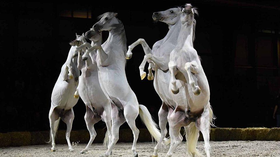 Obrazem: Tahákem na Koně 2021 v Lysé byla večerní koňská ABBA galashow