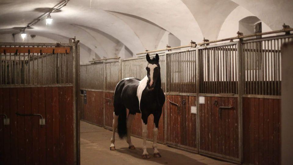 I strakatí koně mohou být ve sportu úspěšní, říká Anna Reinbergerová