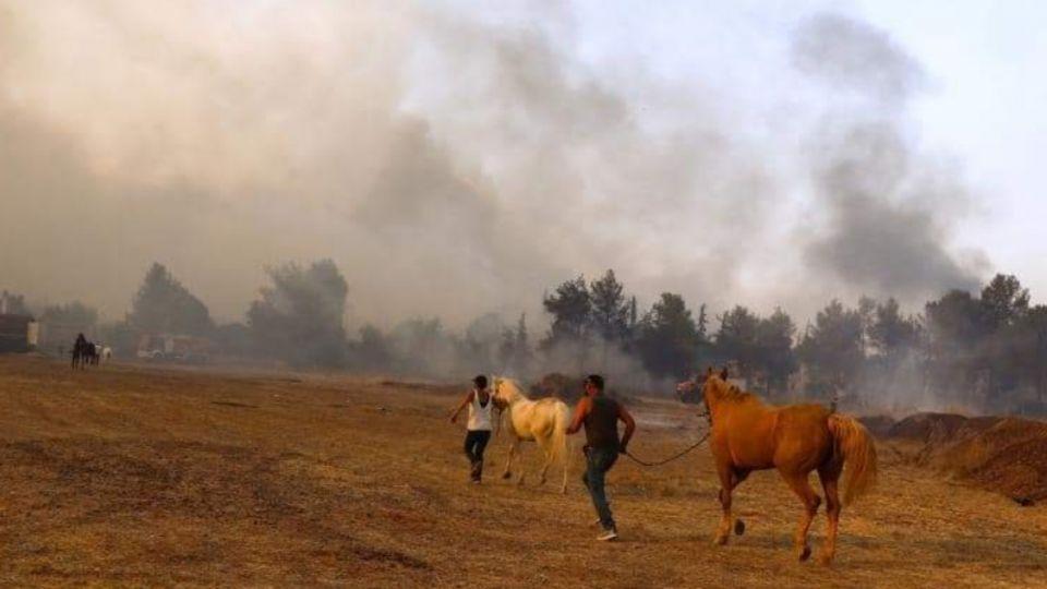 Záchrana stovek koní v Řecku. Požáry přišly rychle a nebývale razantně
