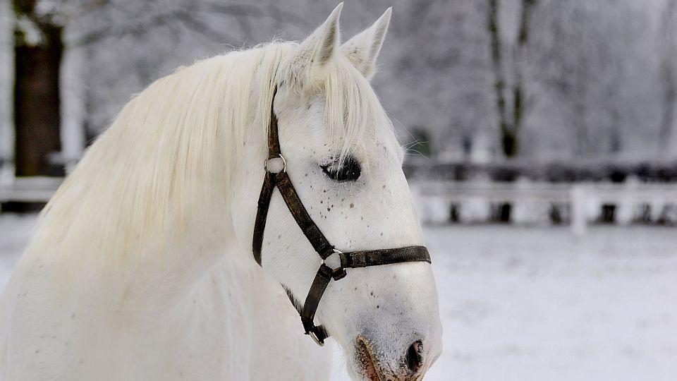 Zimní království starokladrubských koní. Hřebčín se o Vánocích otevře
