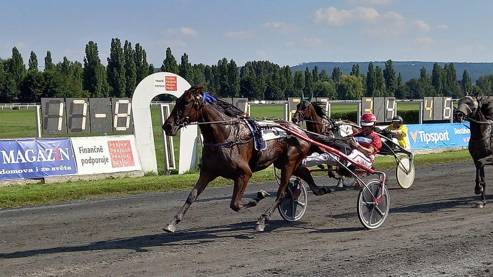 Živě: Pamino je zpět. Sledujte start klusácké sezony v Chuchle Areně