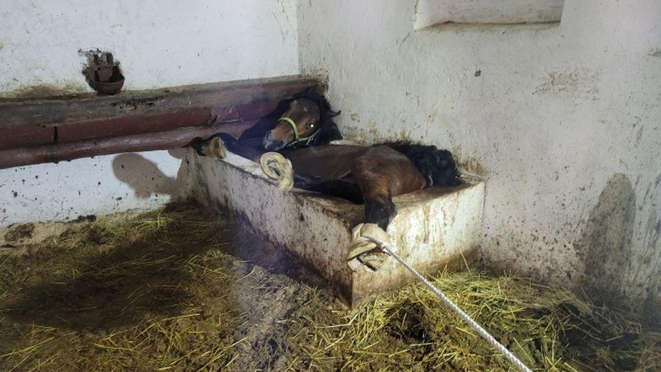 Hasiči zachraňovali na Novojičínsku koně ze žlabu. Ležel v něm od noci