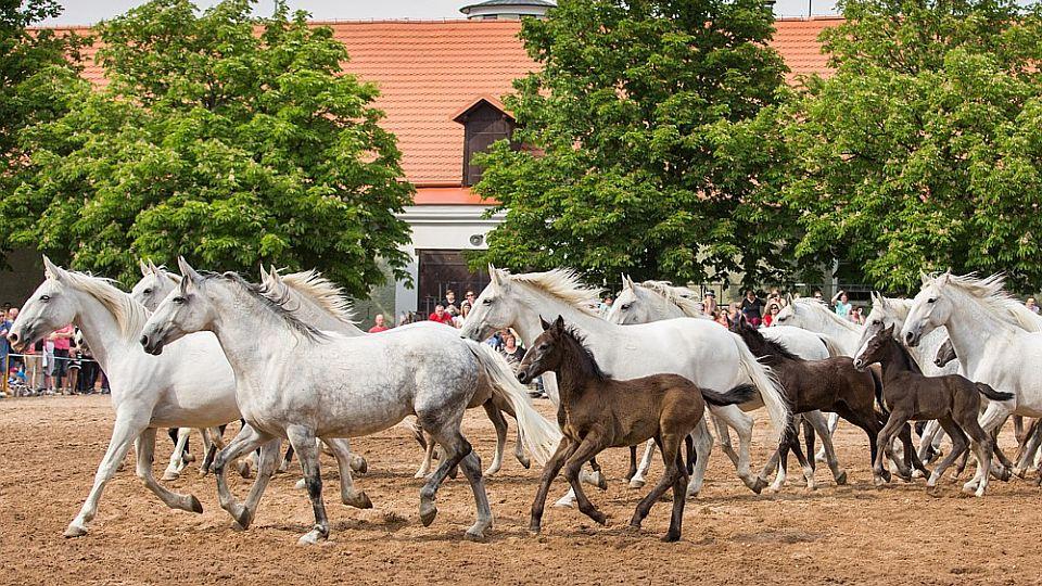 Den starokladrubského koně. NHK je už 20 let národní kulturní památkou