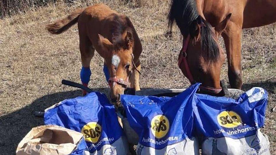 Darů pro koně na Ukrajině ubývá. Pomoc ze světa je však stále potřeba