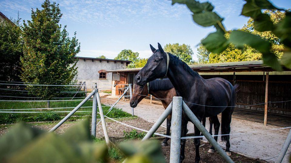 Leticia Safari o aktivní stáji: Koně musí za potravou ujít kilometry