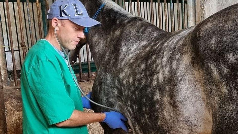 Ukrajinští koňští veterináři dostali léky a materiál za 100.000 dolarů