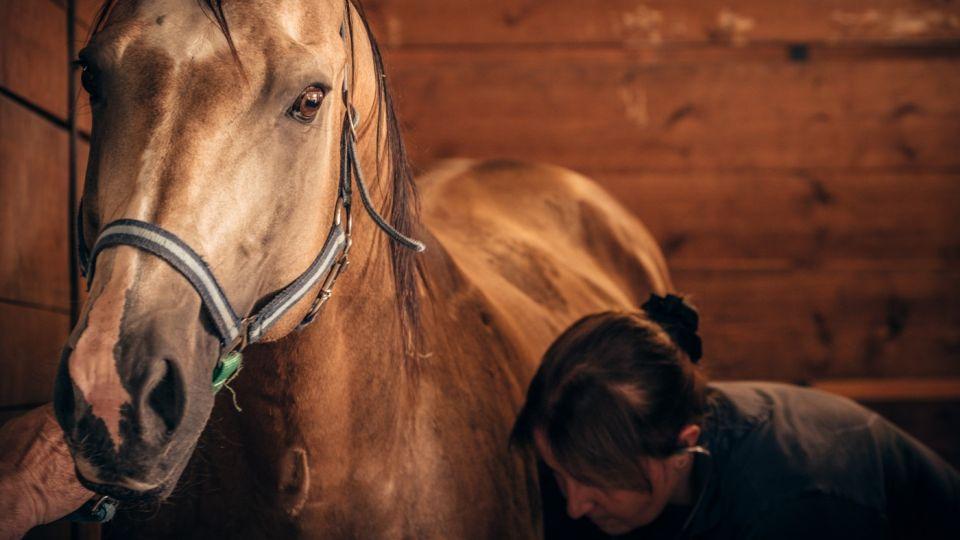 MVDr. Bezděková: Koňská veterina je psychicky i fyzicky náročná práce