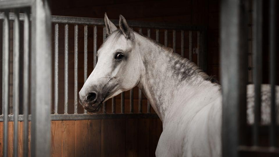 Veronika Trčová: Důležité je pro mě zázemí s kvalitní péčí o koně