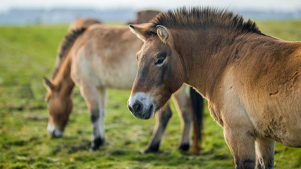 Koně Převalského budou mít v Zoo Praha novu expozici. Otevře se za rok