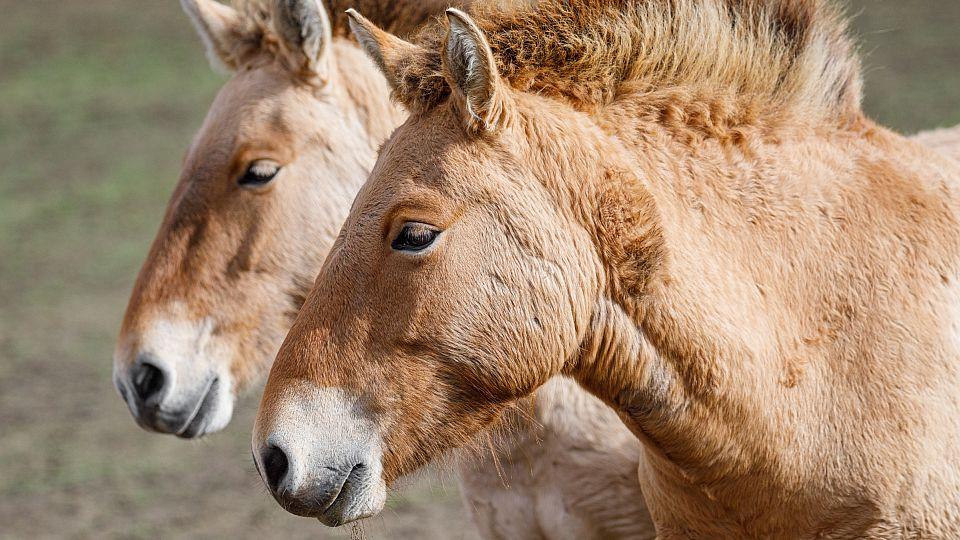 Zlatá step pro koně Převalského. Návrat do Kazachstánu se jeví nadějně