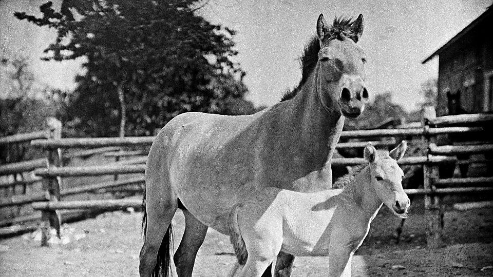 První hříbě koně Převalského se v Zoo Praha narodilo před 90 lety