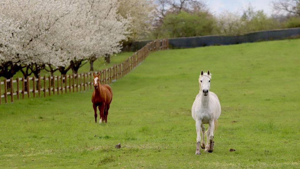 Kdy je čas nechat jít koně do důchodu a jak se o takového koně starat?
