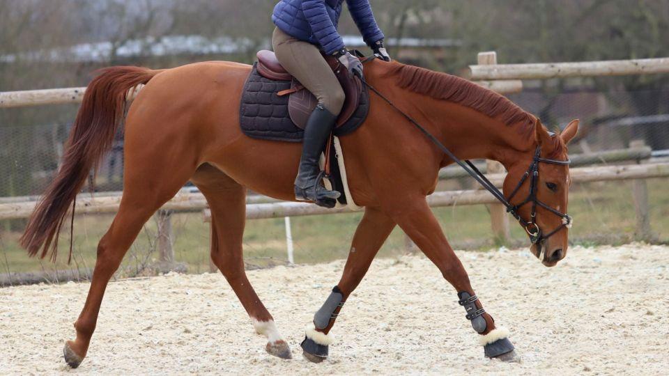 Proč je nejen u mladých koní důležité ježdění „dopředu a dolů“ 