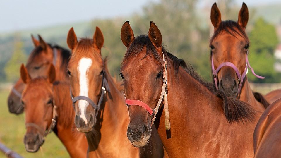 Petice za záchranu hřebčína Napajedla píše historii. Atakuje 90 000 podpisů