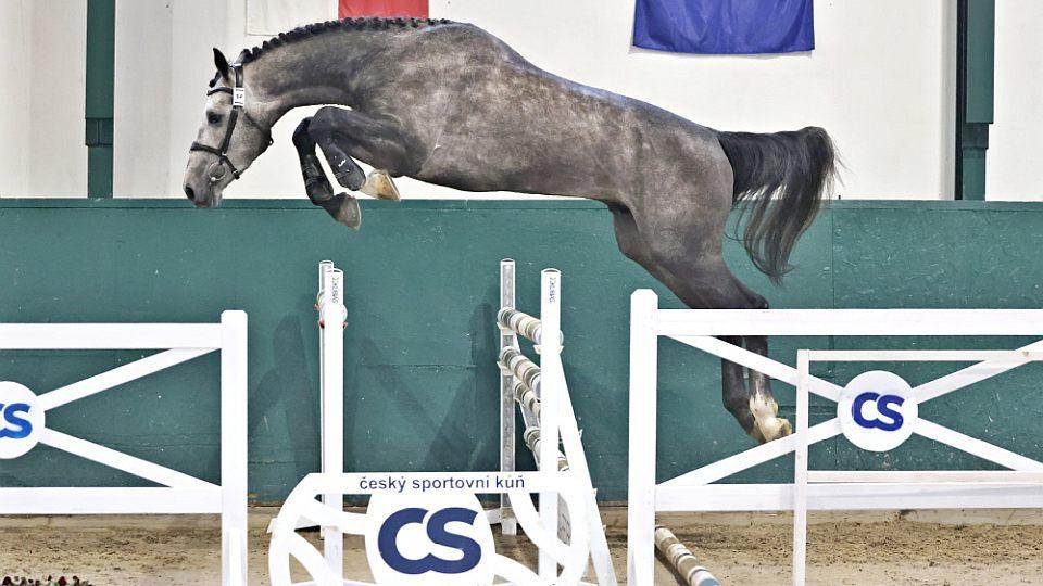Temptation TN vyhrál výběr hřebců CS. Komisi zaujal už na tvrdém povrchu