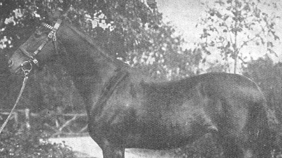 Král sprintu. Příběh koně, který (možná) dal jméno Gomba handicapu