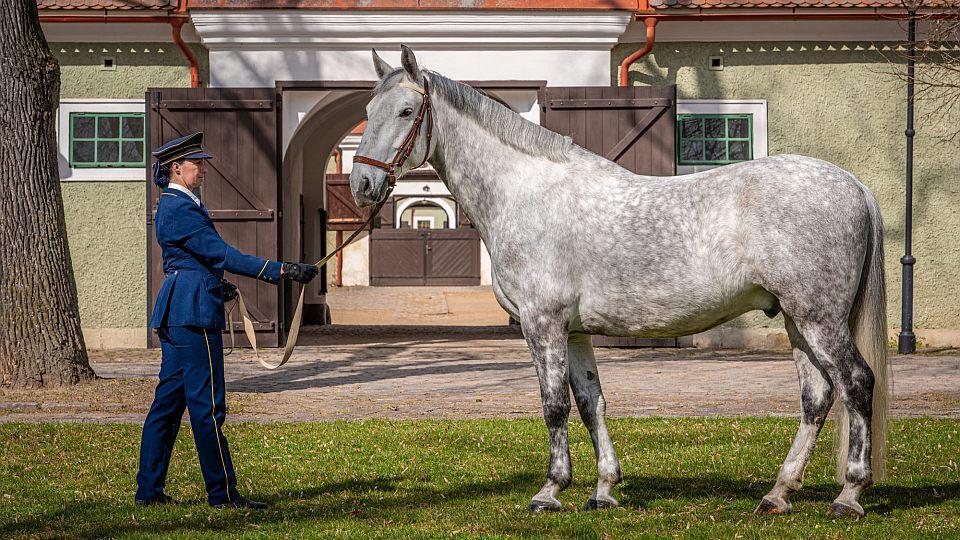 Národní hřebčín zahájil sezonu. Jezdecké dny se tam konají už osmdesát let