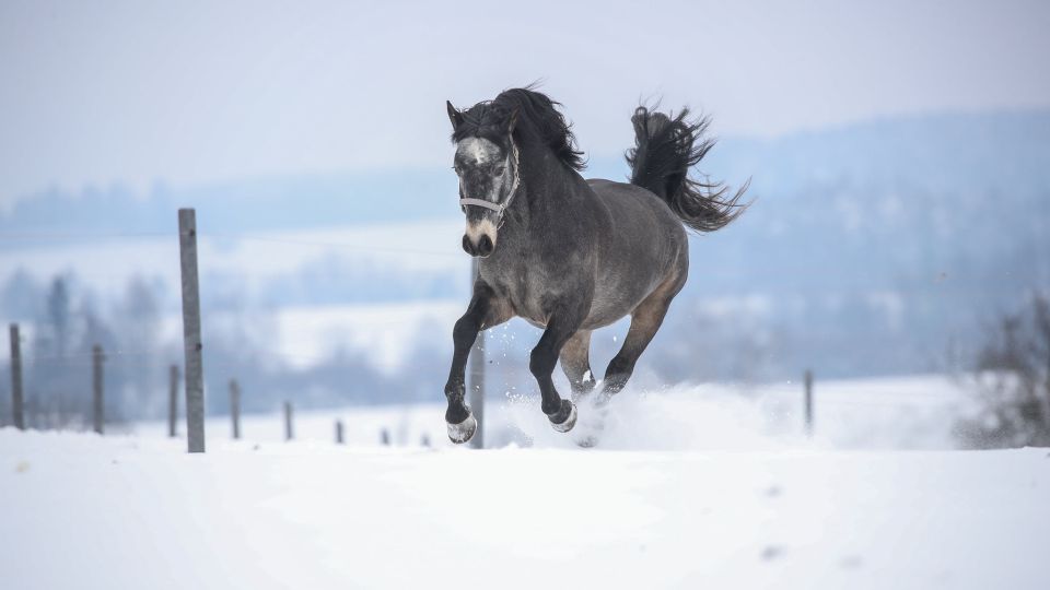 Katalog plemenných hřebců 2022: Connemara pony Knockbridge Joey