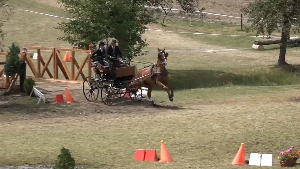 Semické derby 2020: vozatajský parkur s dvěma maratonskými překážkami