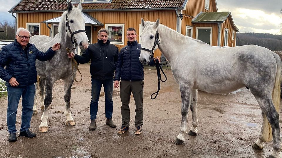 Další starokladrubští bělouši pro královskou jízdní gardu ve Švédsku