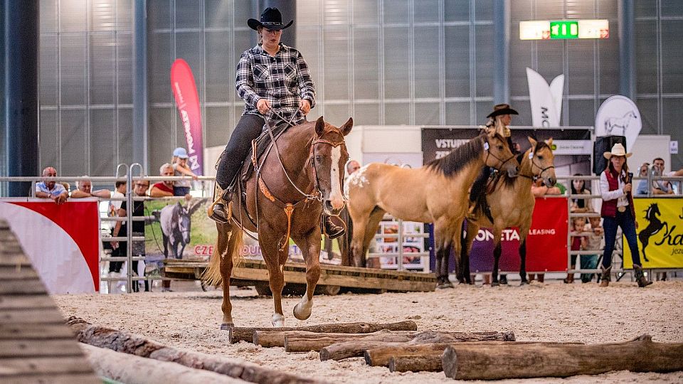 V Brně se při výstavě hospodářských zvířat představí přes 140 koní
