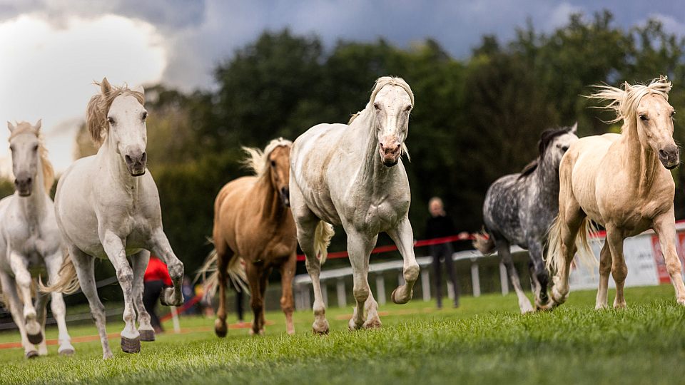 Koně v akci: Více než dvě stovky koní a bohatý program pro celé rodiny