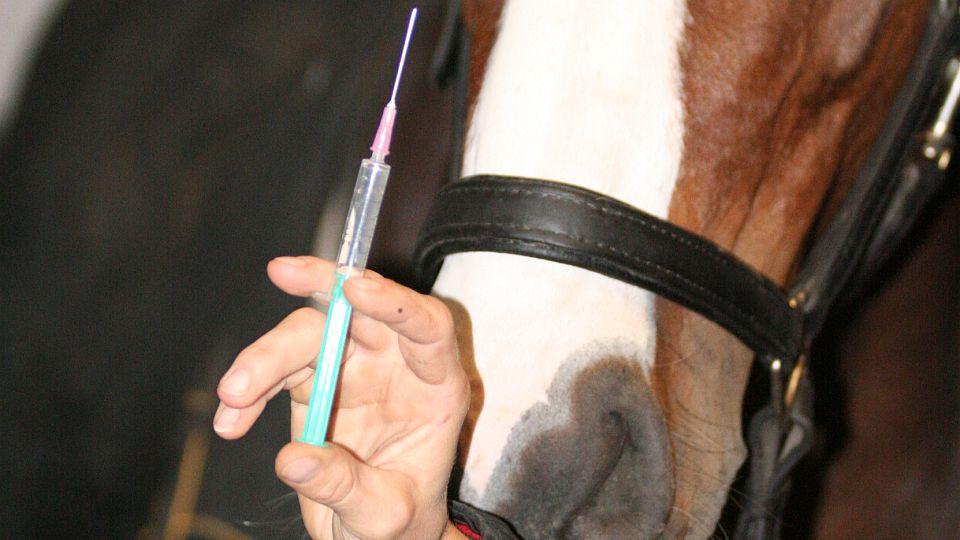 ČJF upozorňuje na aktualizované schéma očkování proti chřipce koní