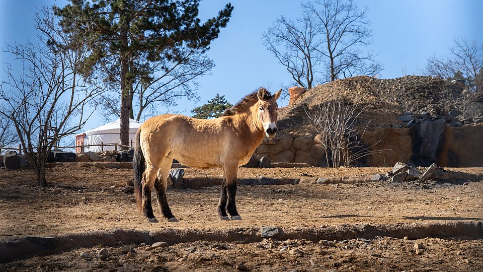 Koně Převalského se po třech letech vrací do Troji. Budou v expozici Gobi