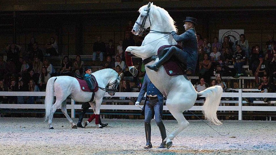 Obrazem: Hvězdami koňské galashow na výstavišti v Lysé byli lipičtí koně