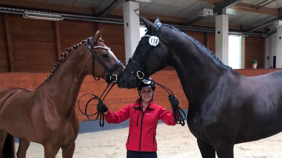 Mistrovství světa mladých koní ve Verdenu začne soutěžemi šestiletých