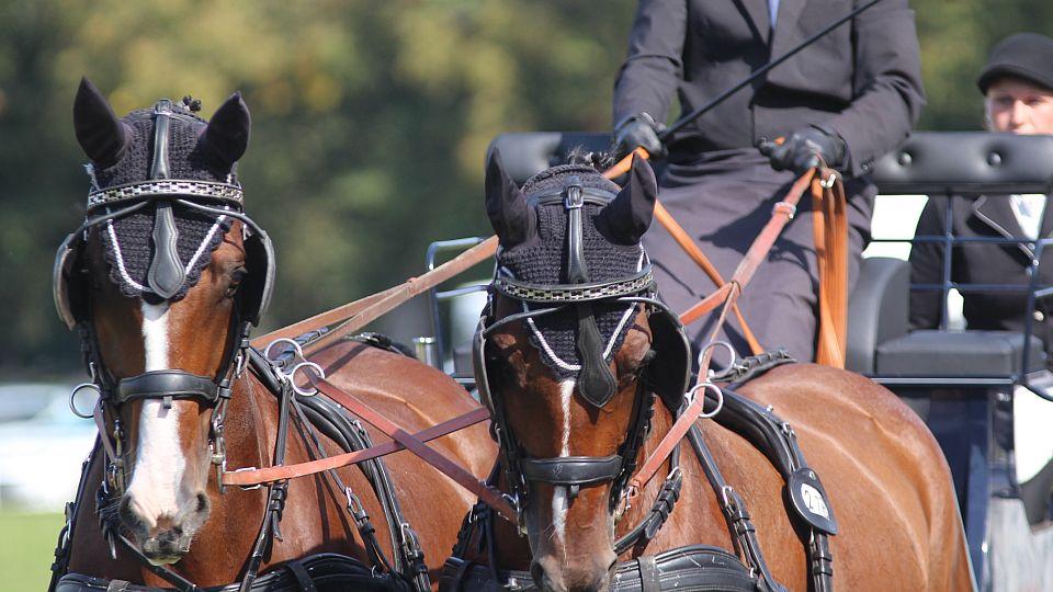 MČR spřežení Humpolec: Po drezurách vedou Nesvačil, Coufalík a Brixová