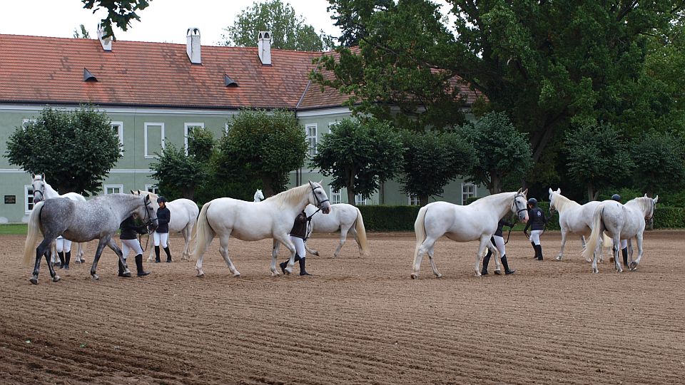 Jezdecké školy se utkaly v předvádění koní. Dařilo se žákům z Chuchle